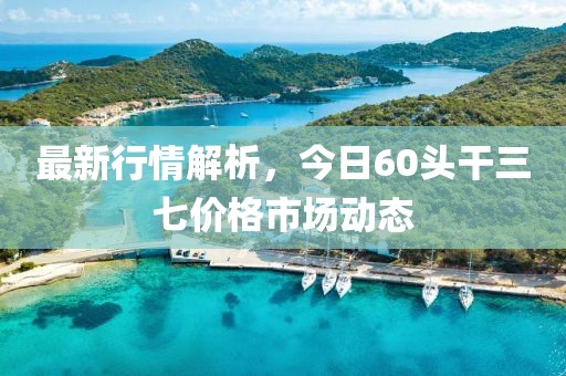 最新行情解析，今日60头干三七价格市场动态