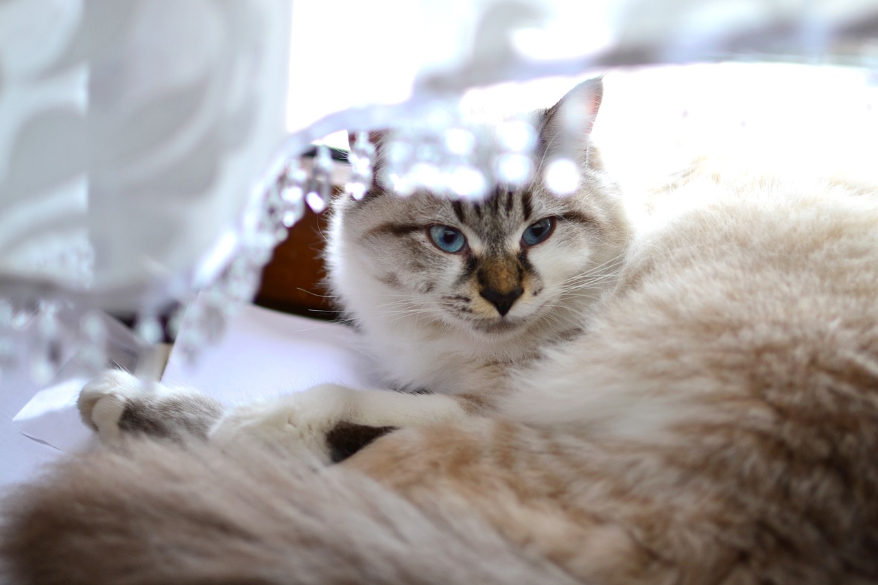 猫咪影新篇，探索猫的奇幻世界与影像的魅力