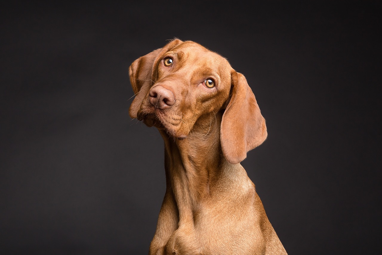 最新凉山猎犬自然狩猎视频，展现猎犬的力量与魅力