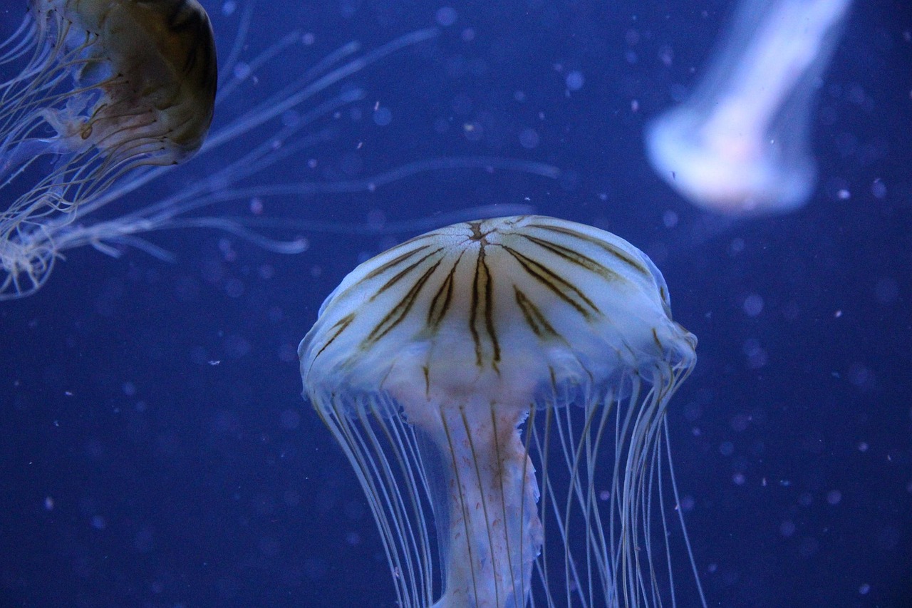 海洋生物动漫，奇幻之旅探索神秘海洋的奥秘