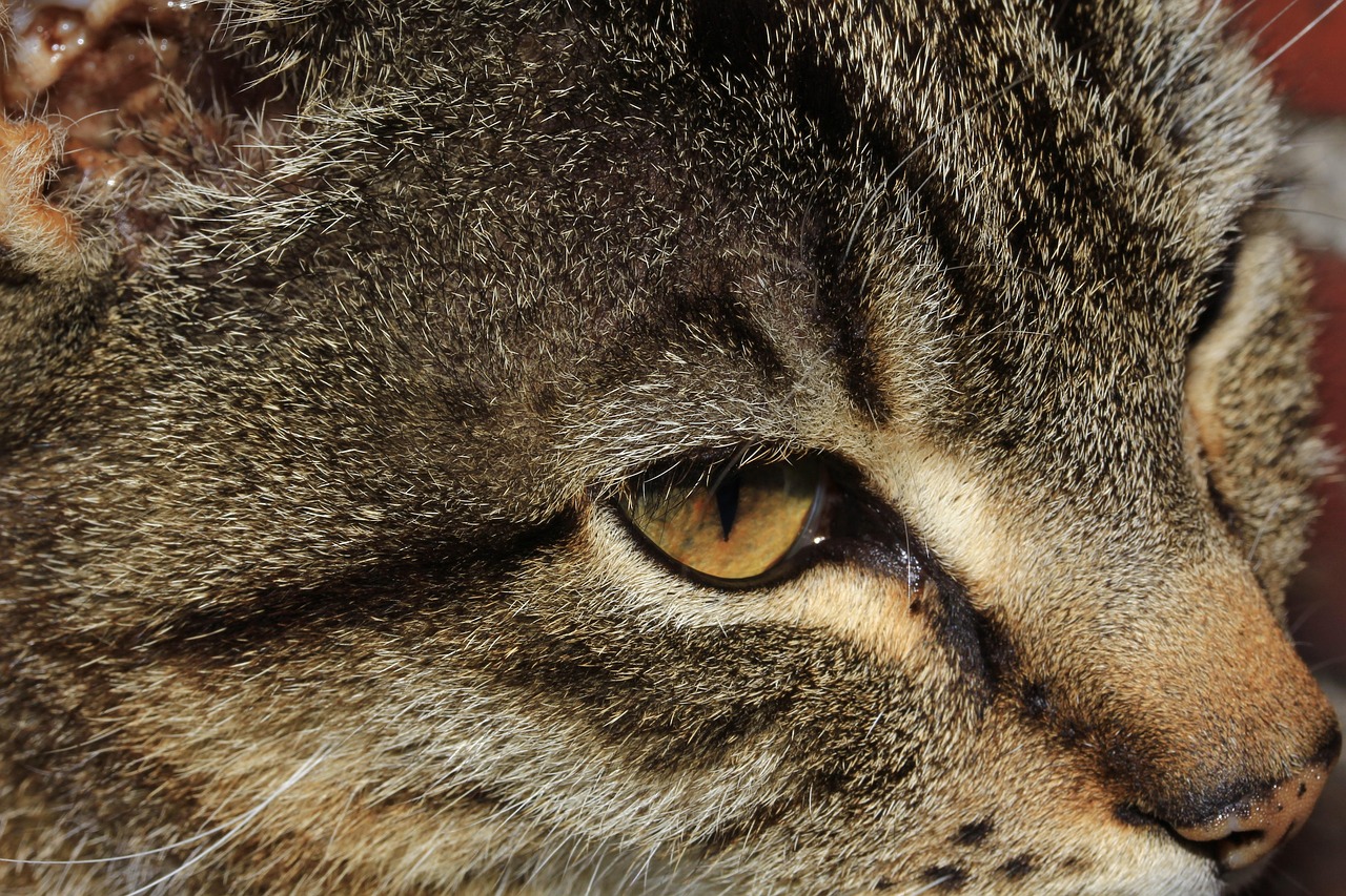 猫咪软件最新版下载，探索猫咪世界，最新版下载攻略
