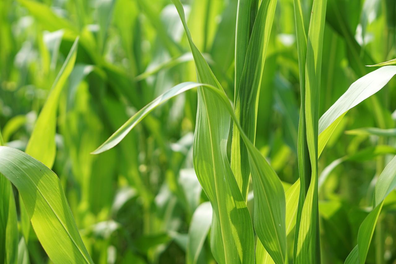 湖北油菜籽价格行情深度解析与趋势预测