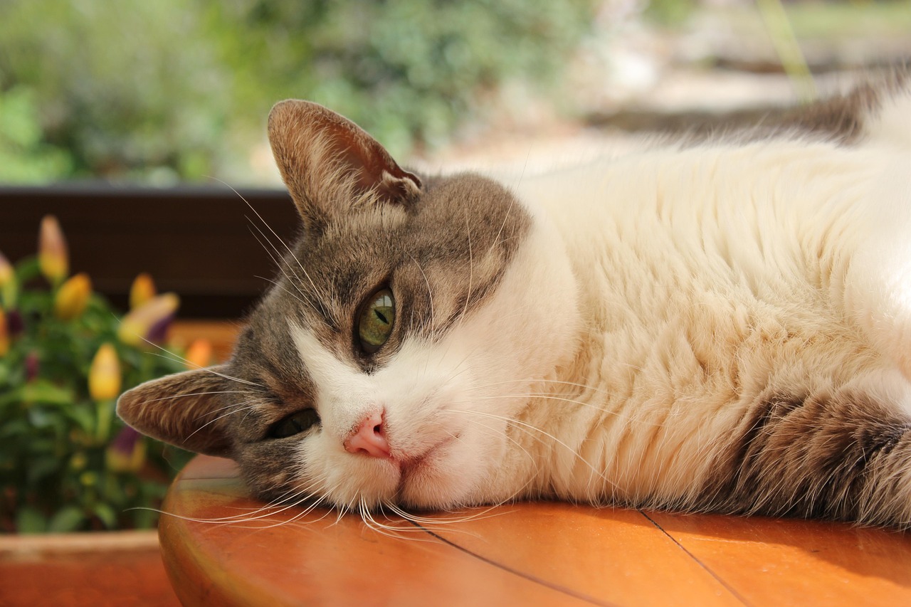 最新猫友社区，探索猫咪世界，共享养宠乐趣天地