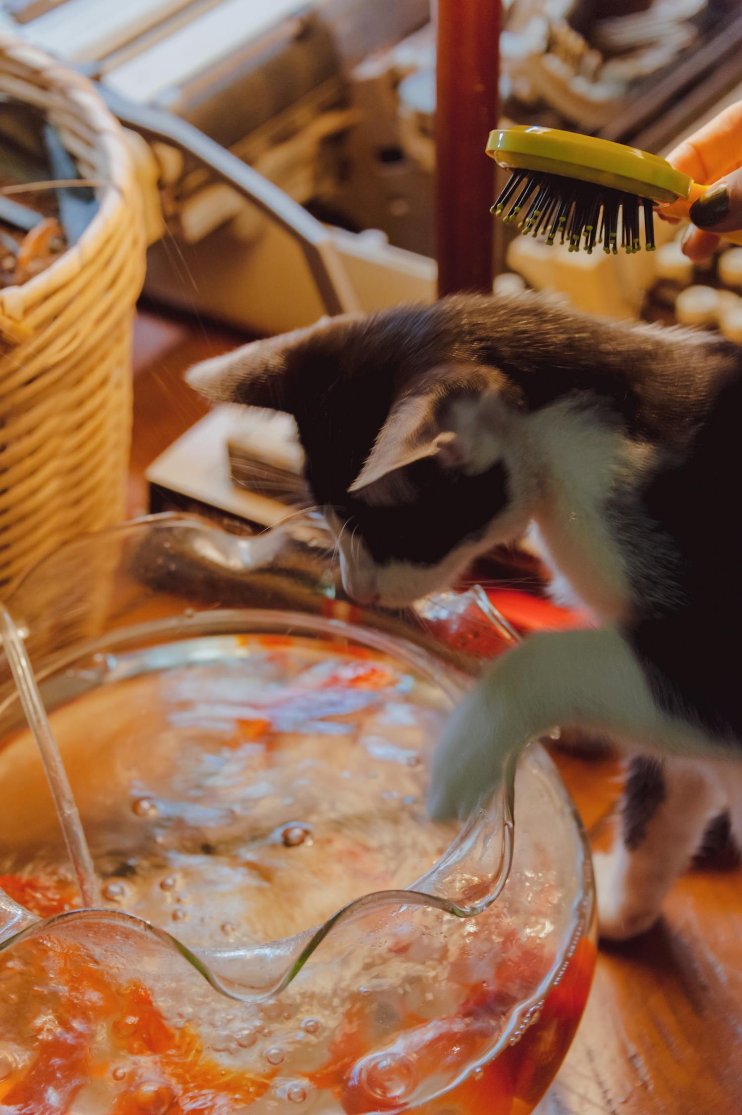最新版猫咪软件下载，探索猫咪世界的全新体验之旅！