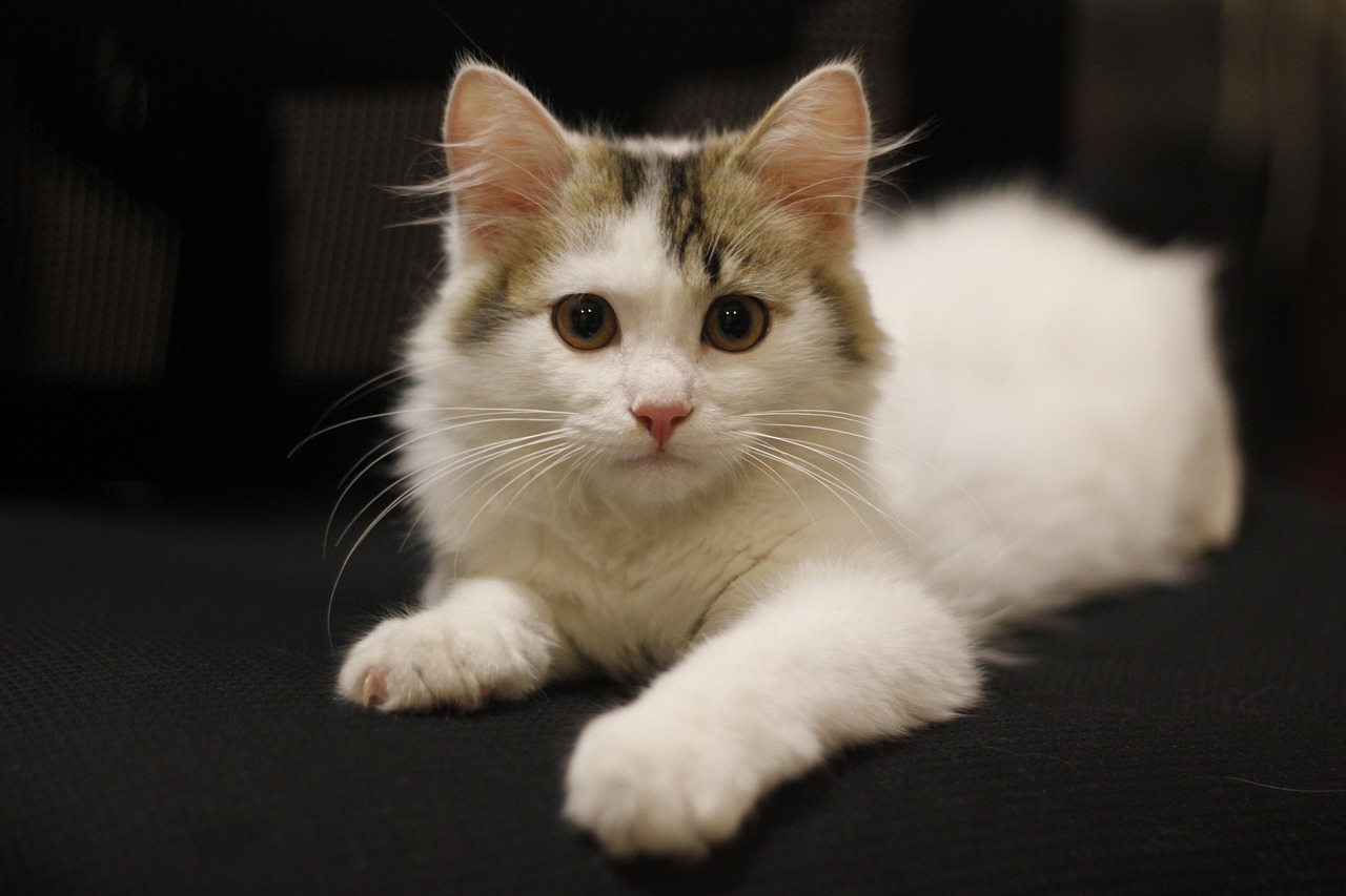 探索现代养猫新理念与技术，最新版猫咪概览