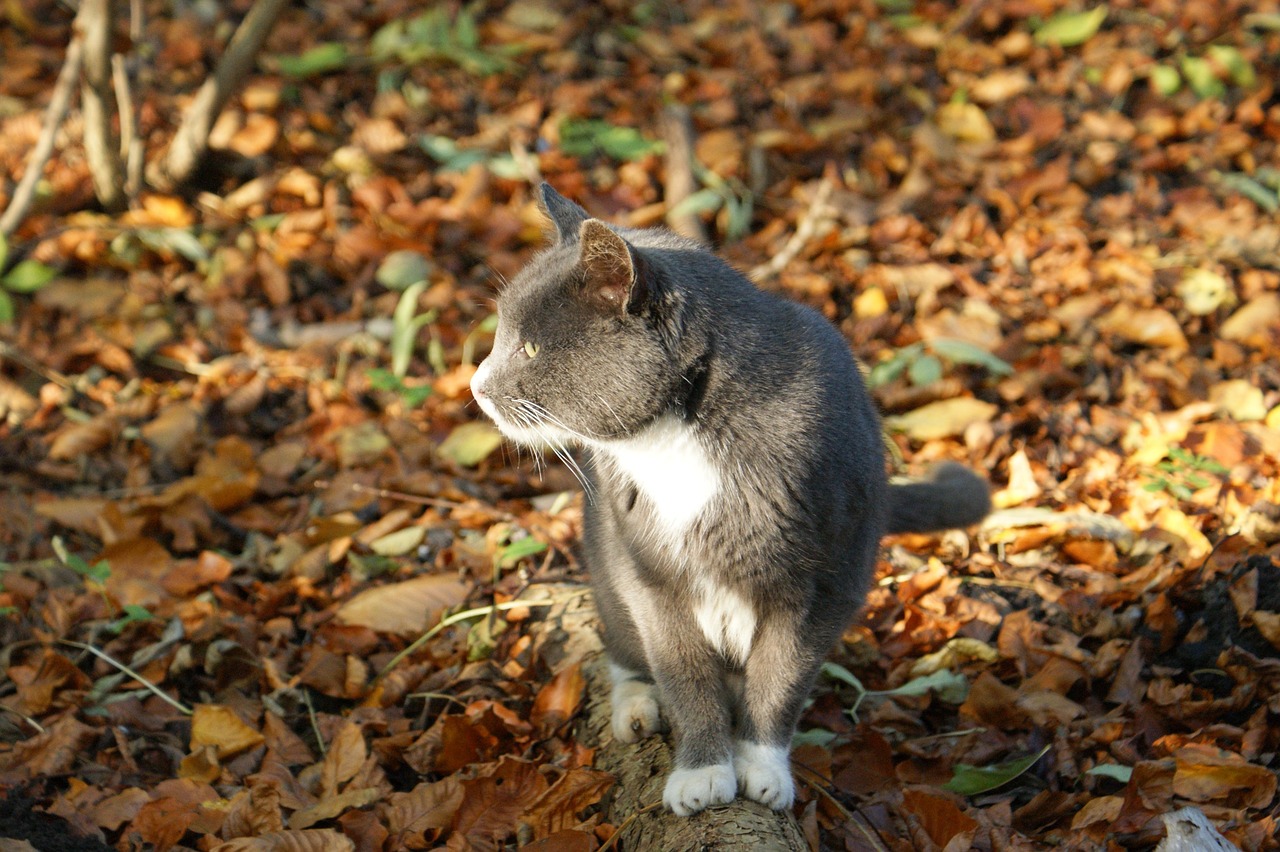 猫咪iOS新版本揭秘,新功能体验与用户体验提升