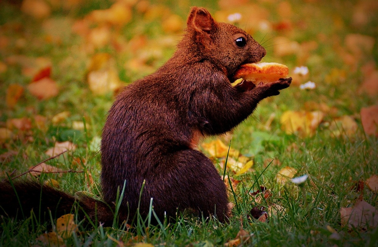 沧州高速封路最新消息更新，实时掌握封路动态