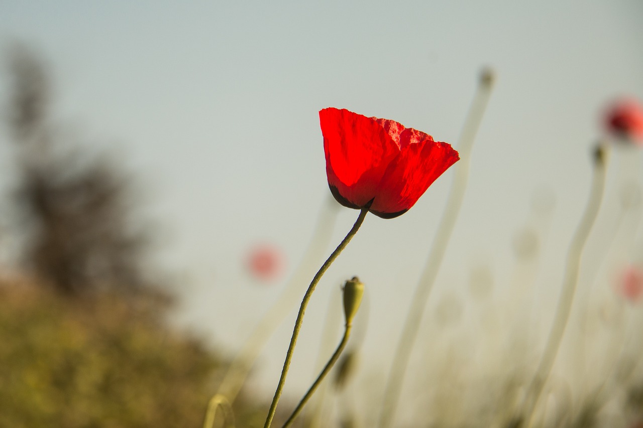 甘肃肺炎最新动态，挑战与应对策略