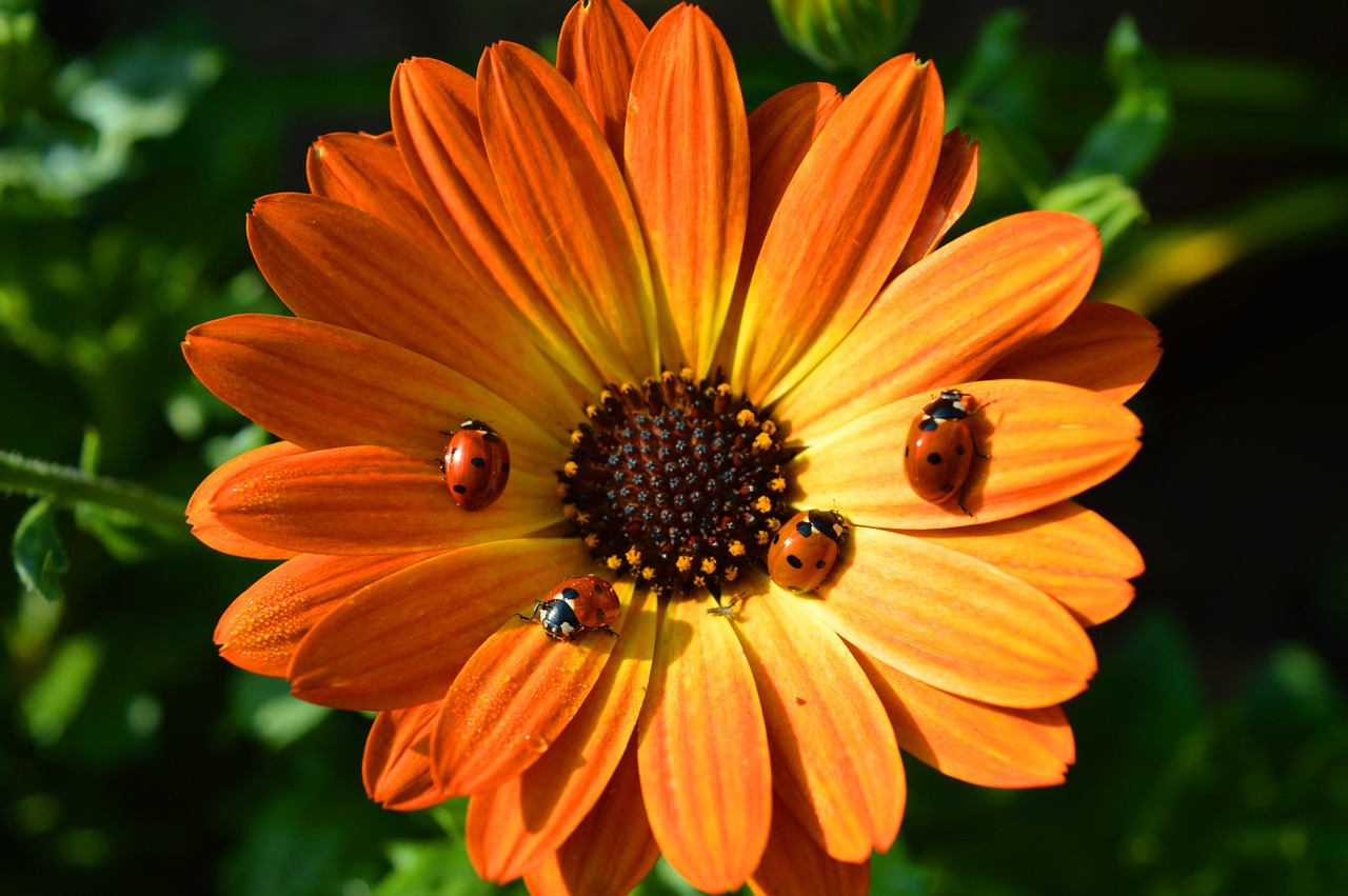 胃病疫苗研究最新动态,突破与挑战的并存之路