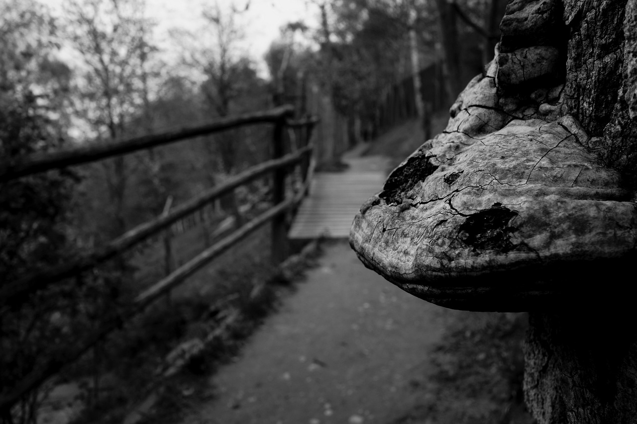 南京地铁5号线最新进展,建设动态、线路规划与未来展望