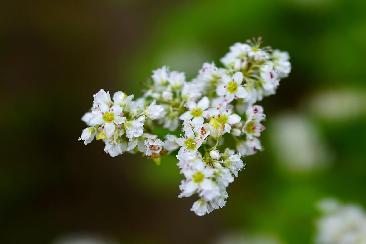 大家早上好!最新图片分享及感悟启示