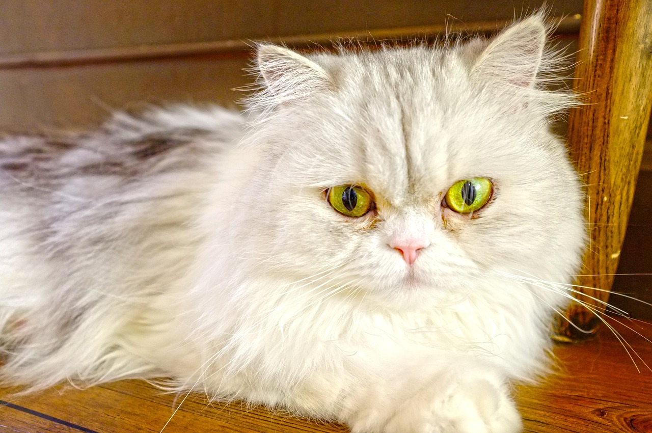 明星割双眼皮现象，审美趋势下的热议话题