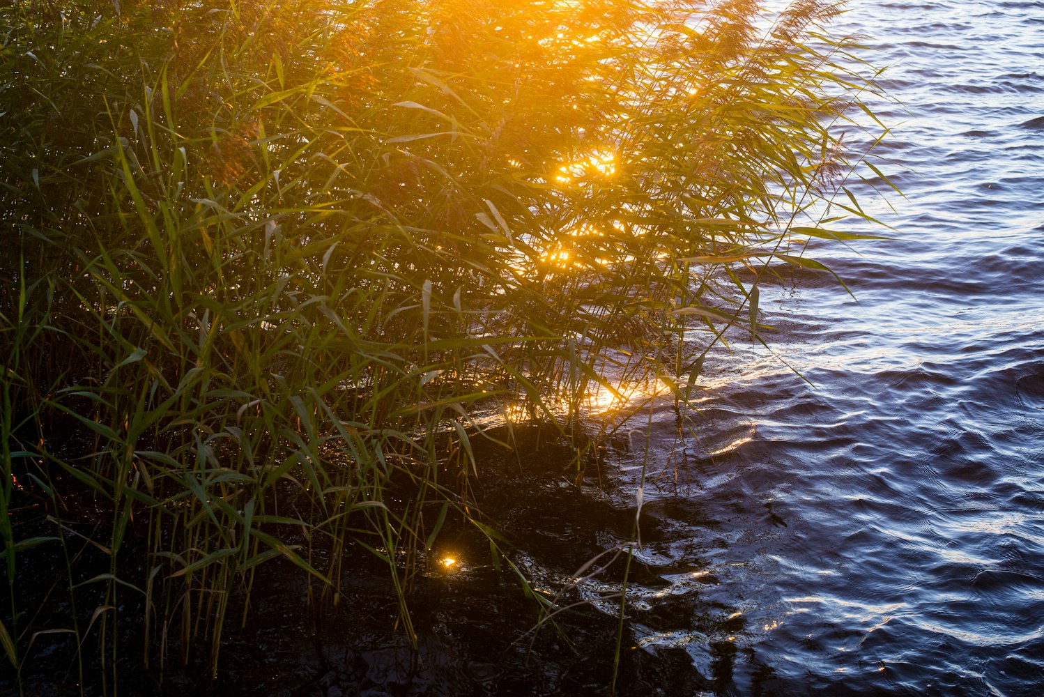 温暖阳光下的美好瞬间,最新下午好图片精选