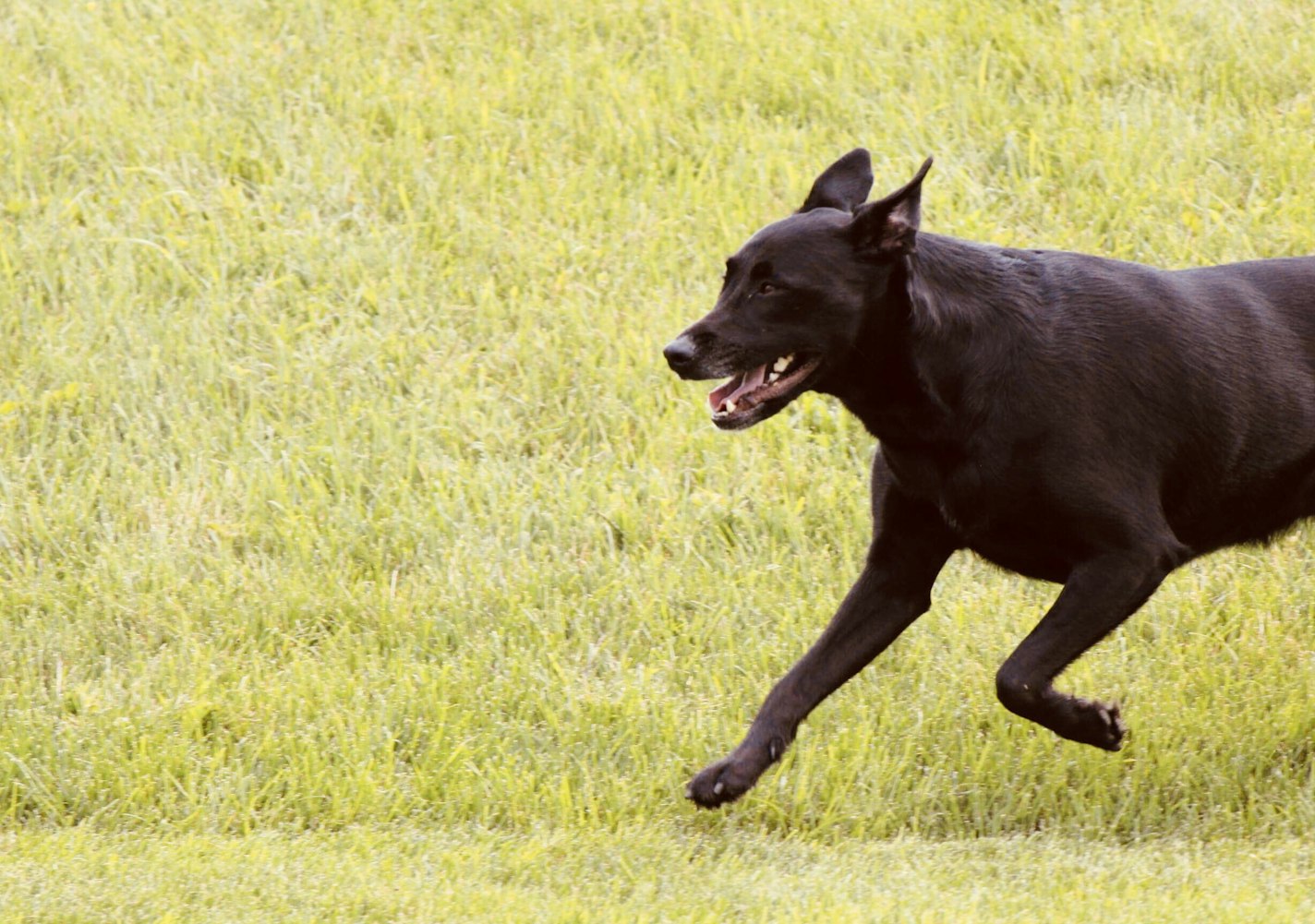 动物跑步大赛,速度与力量的精彩对决
