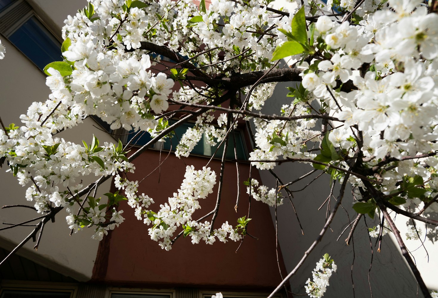 探索二次元世界的魅力之旅,樱花动漫3