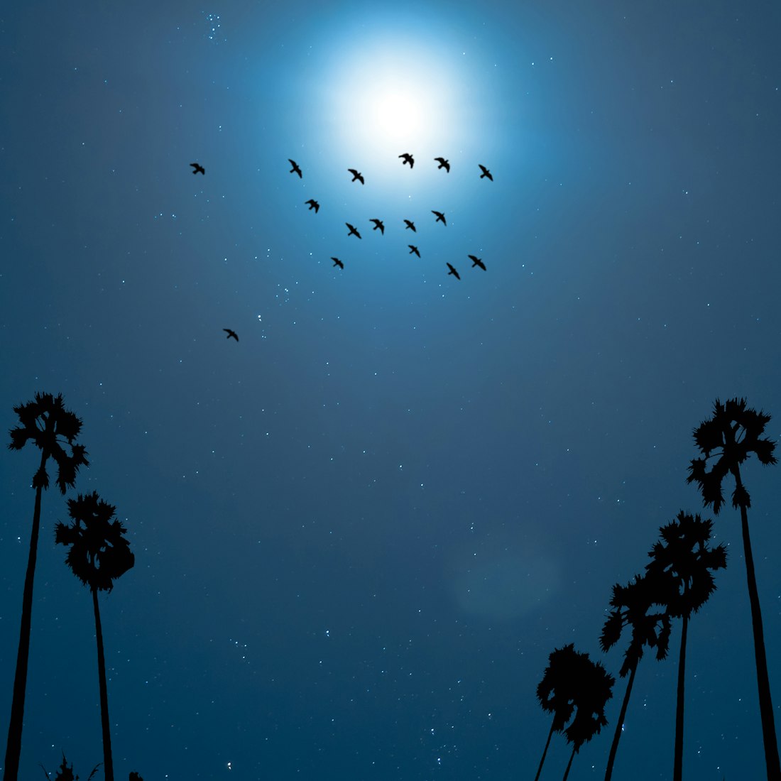 探寻星辉之路的梦幻之旅，明星y梦