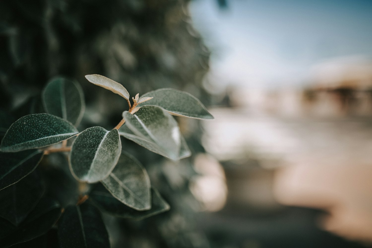 霸气动漫头像,魅力与个性的完美融合