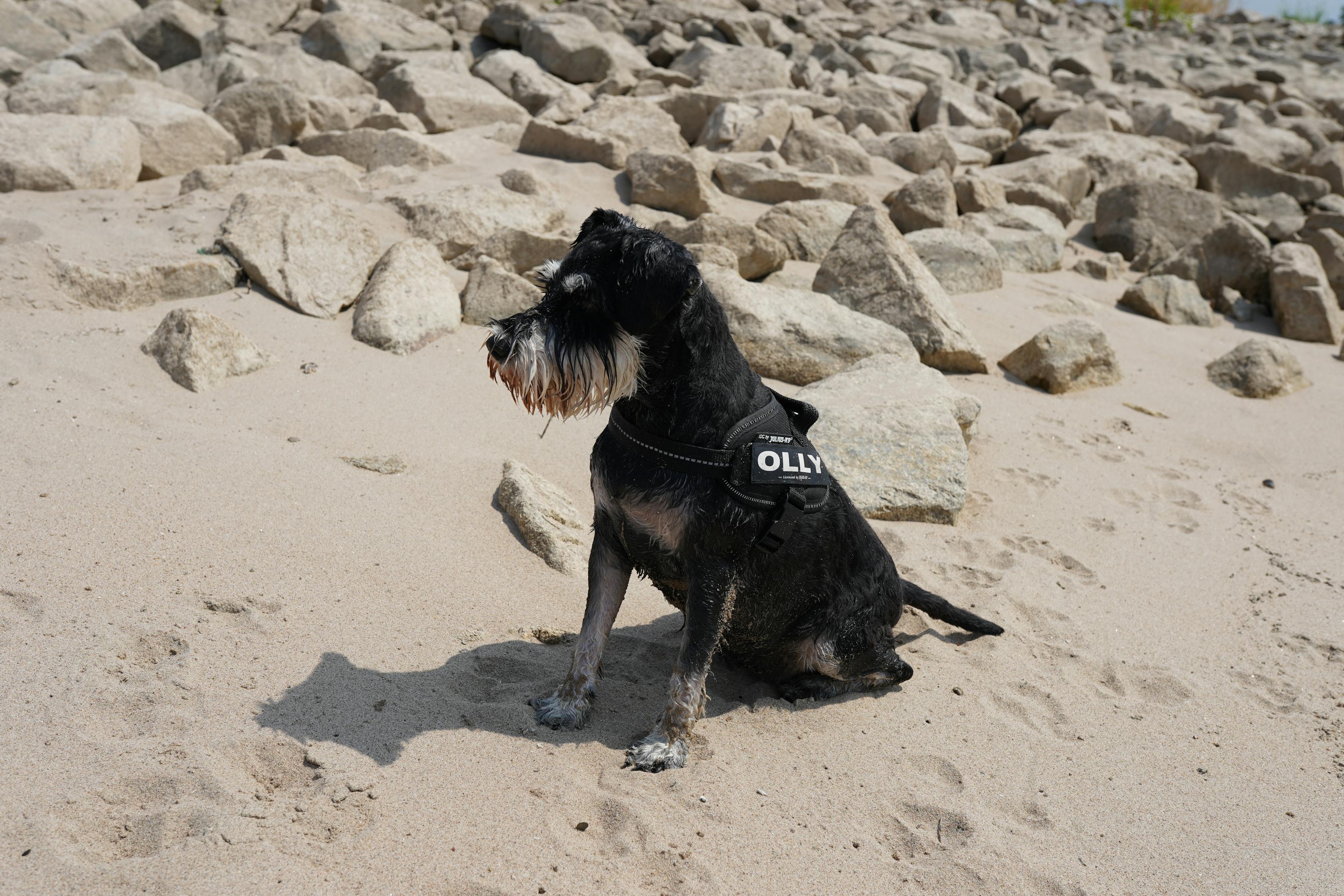 雪纳瑞价格详解，犬种价值及购买注意事项指南
