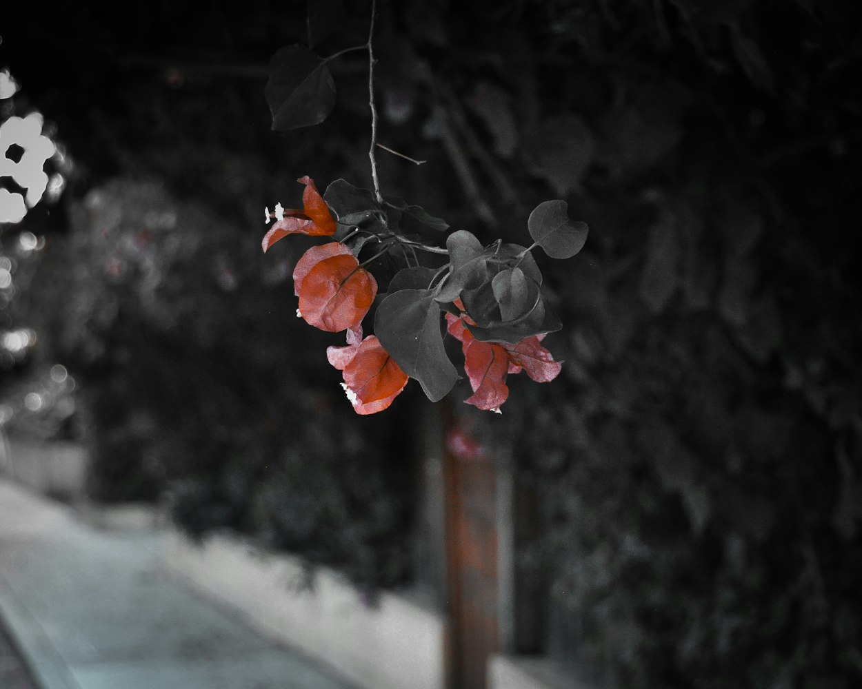 秋霞电影新上映,探索电影魅力与情感深度之旅