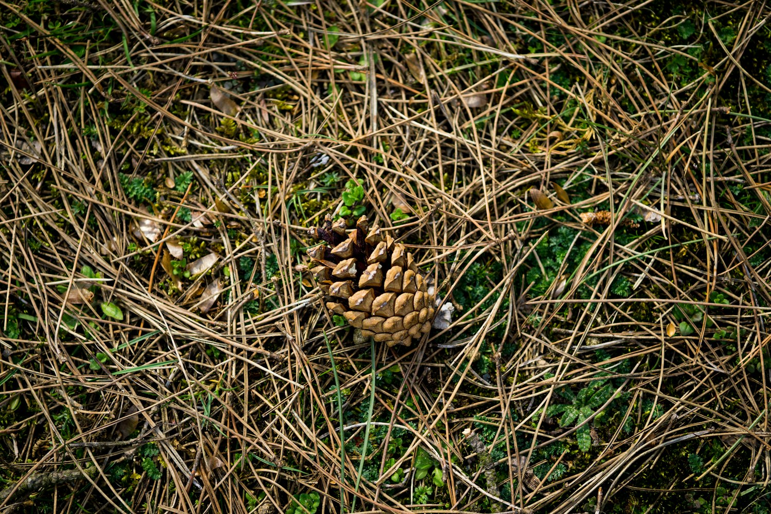 最新妾室动态,历史与现代交织下的多元视角探究