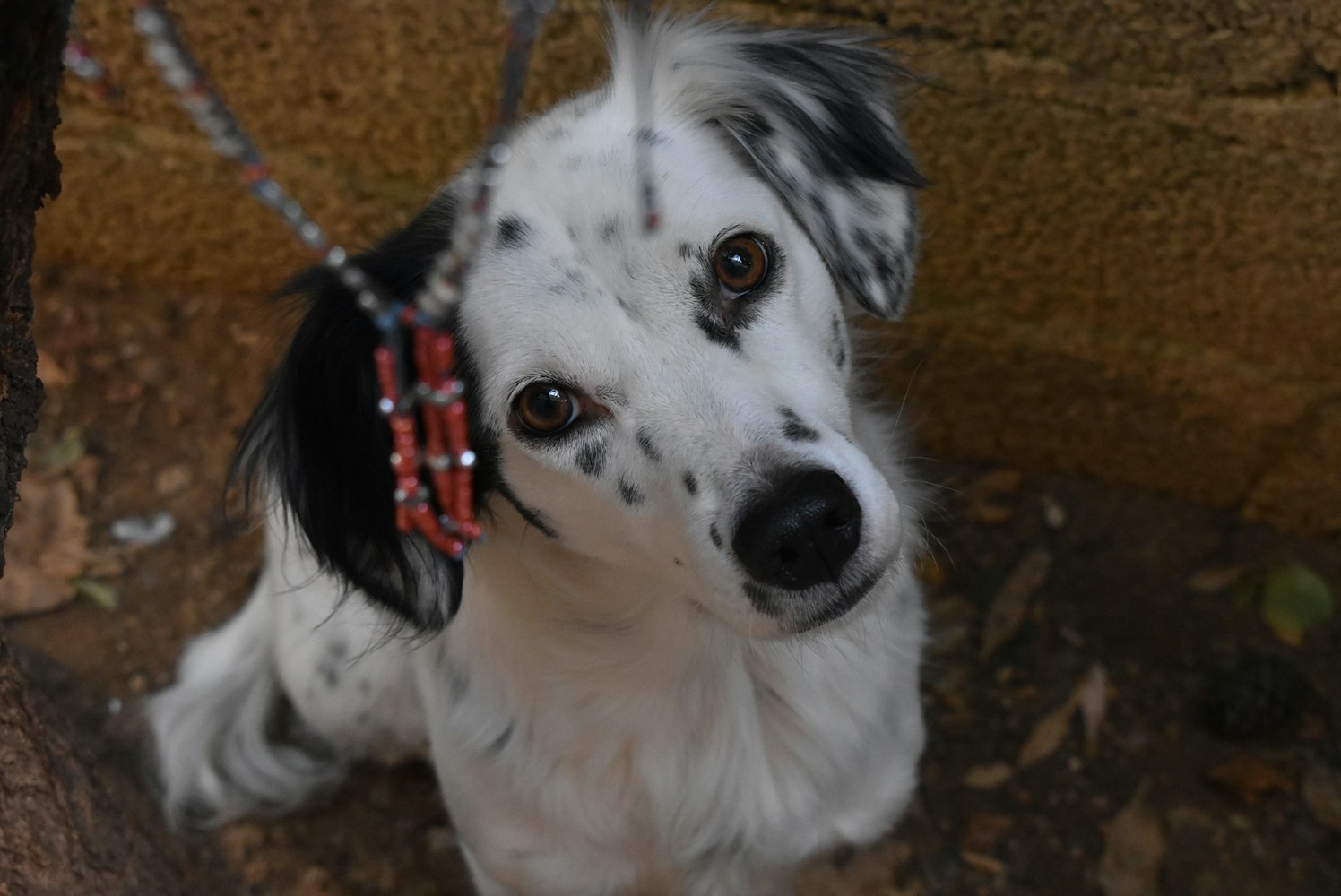 吴尊最新动态揭秘,揭开明星生活的神秘面纱之旅