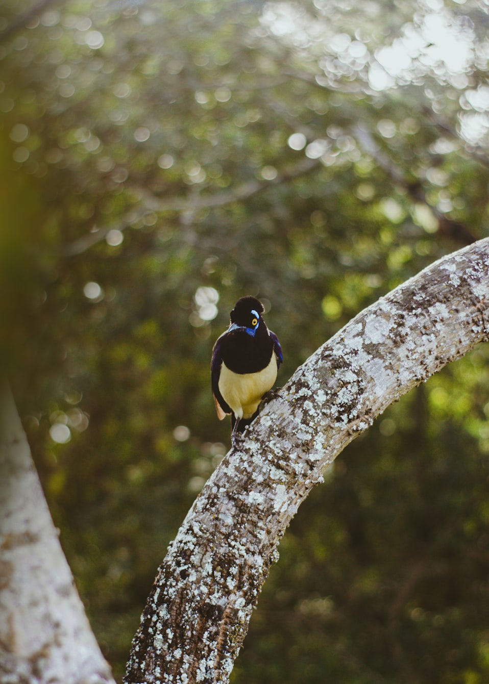 观赏鸽品种大全及价格解析,探索独特的鸟类世界
