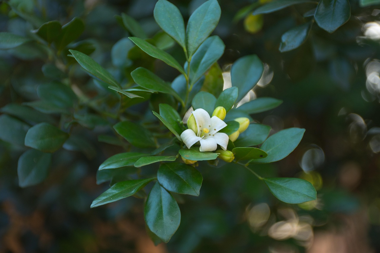 疫情最新动态及应对策略,最新信息与行动指南