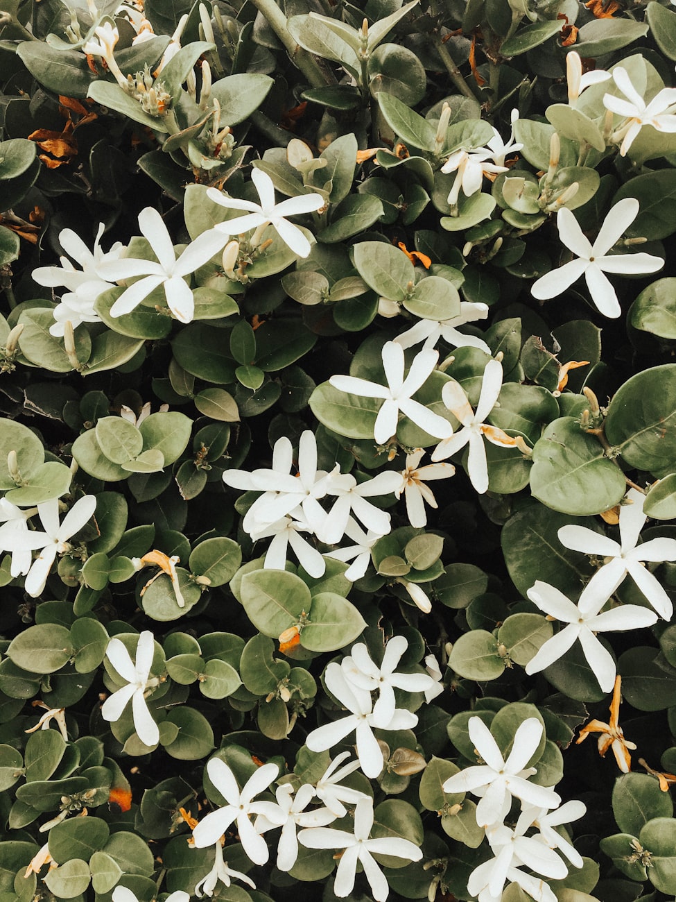 山西柳林县域经济繁荣与社会进步最新动态