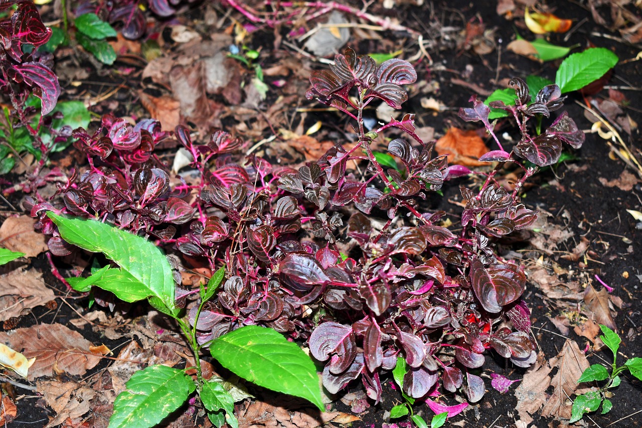 砂仁最新行情及深度分析