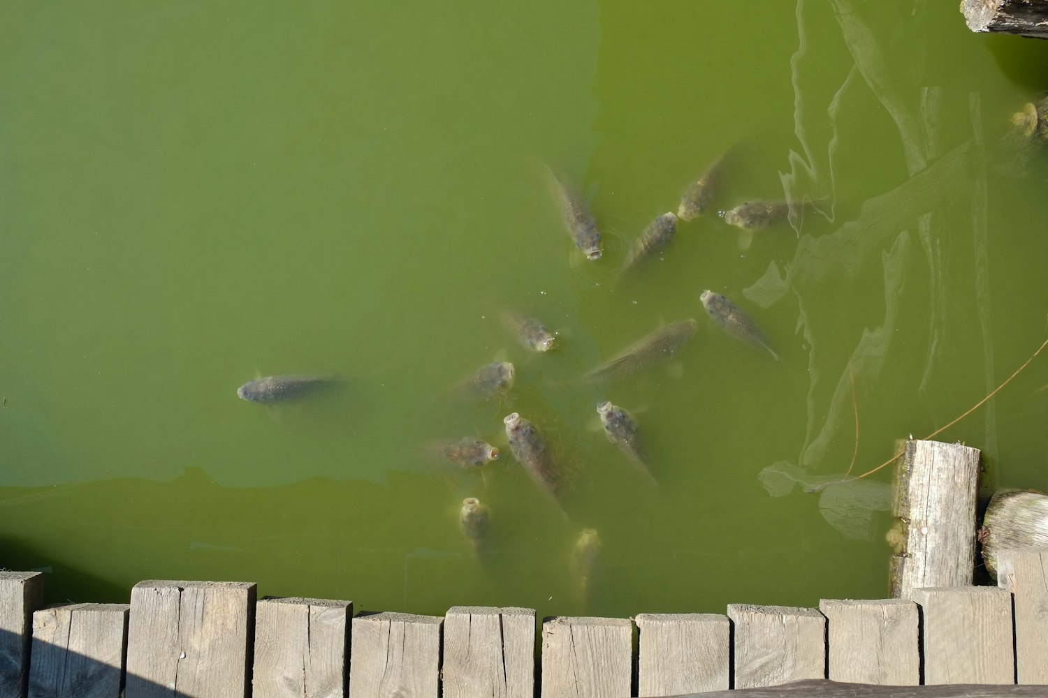 外星虫子电影,探索未知宇宙中的神秘生命之旅