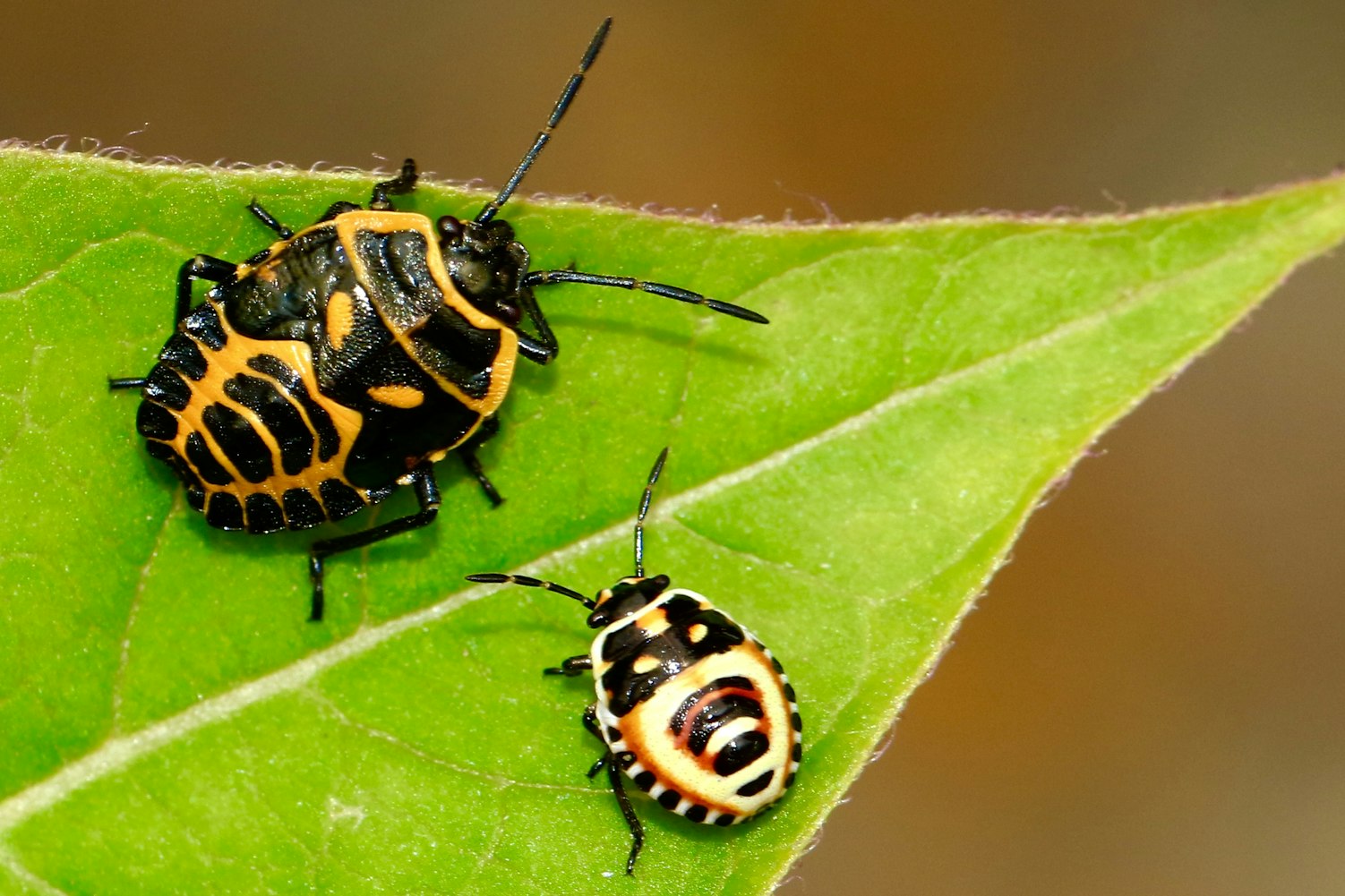 外星虫子电影,探索未知宇宙中的神秘生命之旅