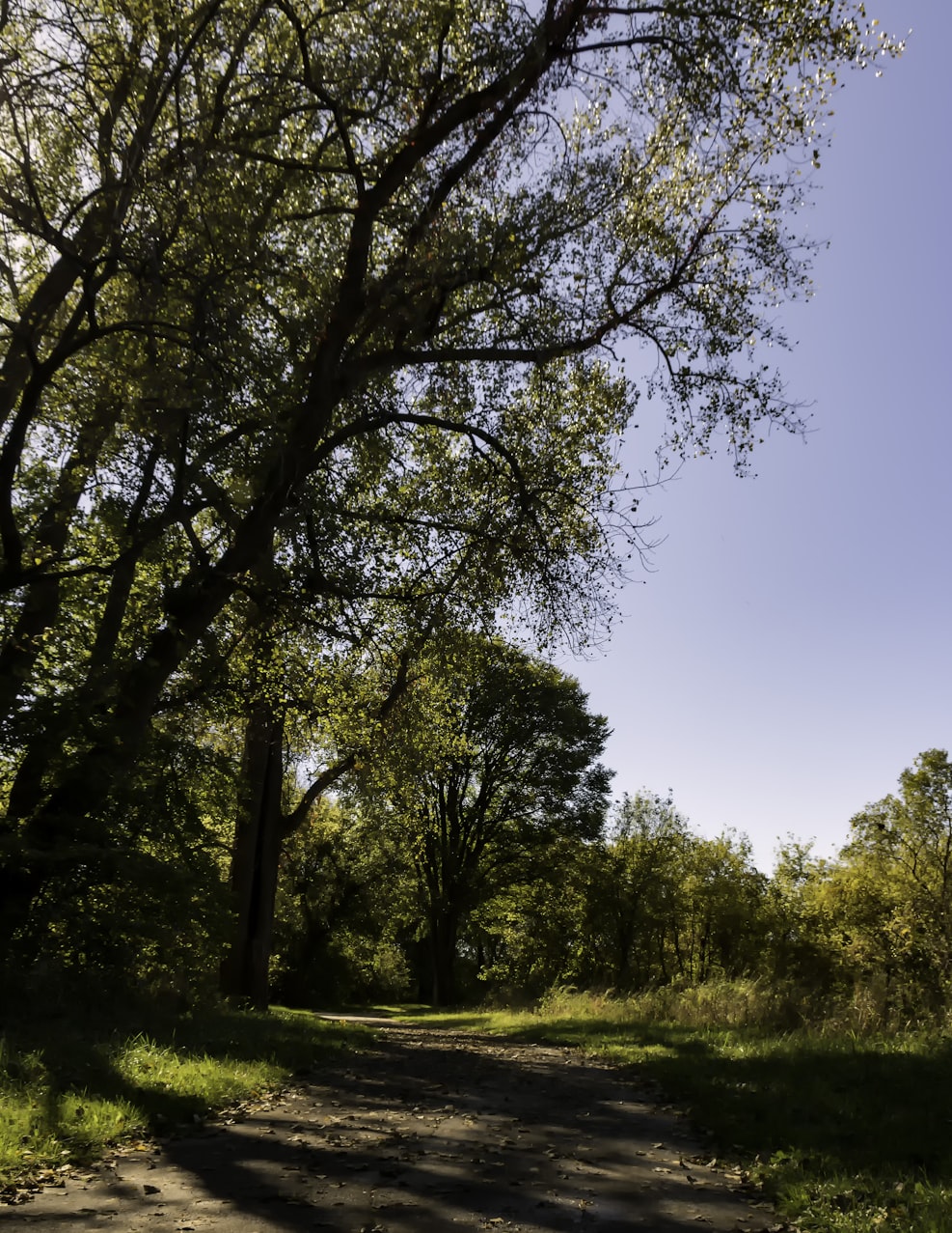 绿化上市公司,引领绿色发展的先锋力量