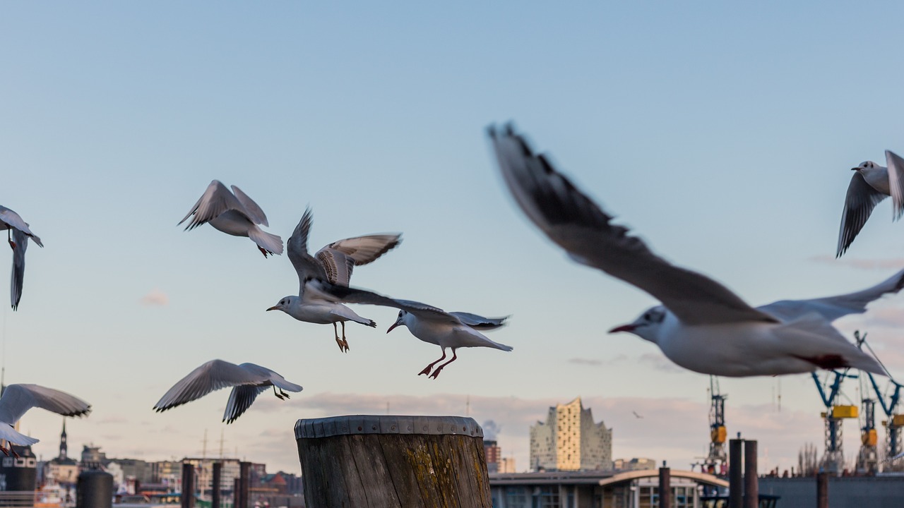 龙牧新标准引领畜牧业迈向辉煌未来