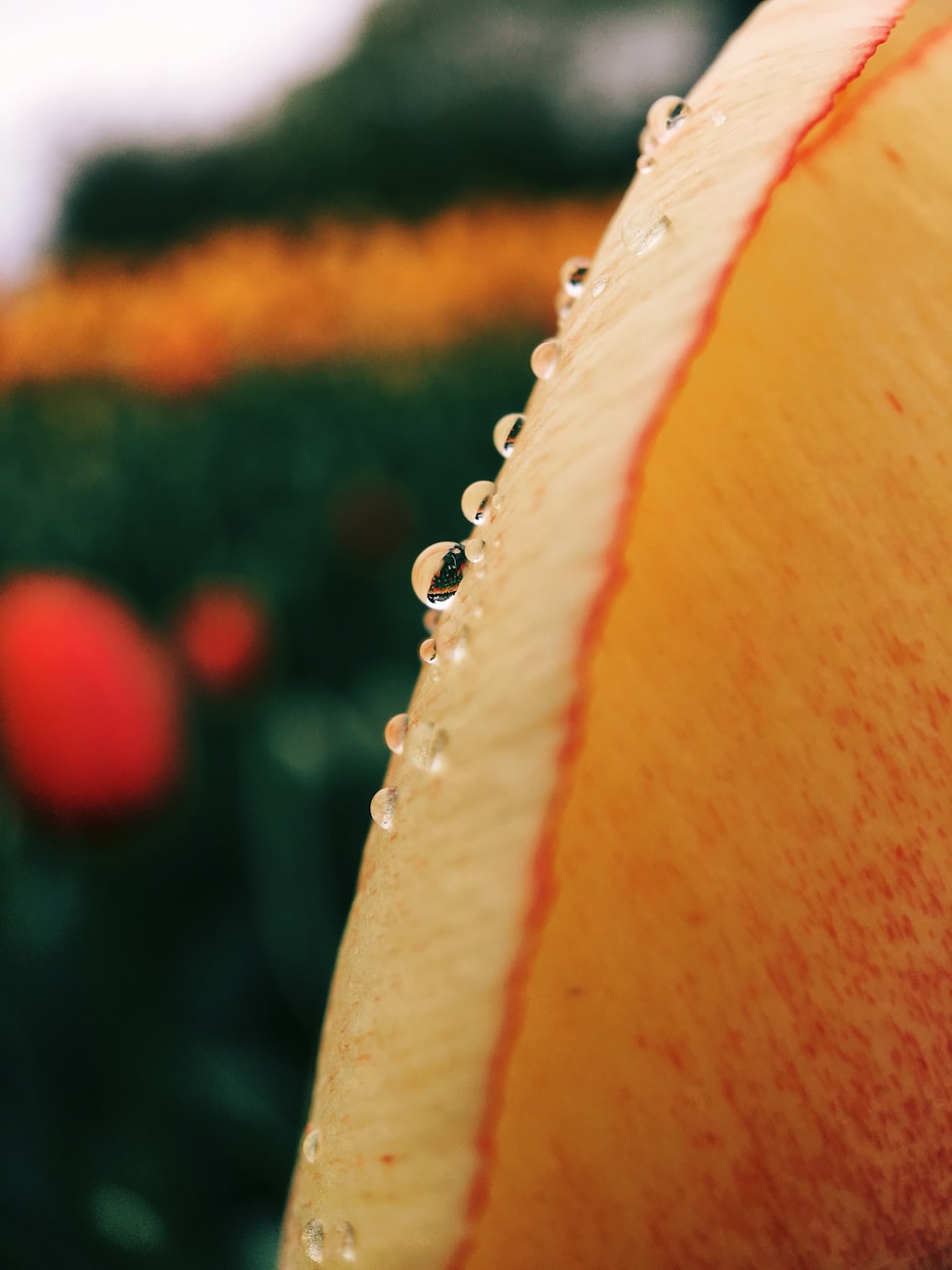 林靖恩与李坤城的爱情生活最新动态,双向奔赴的甜蜜瞬间