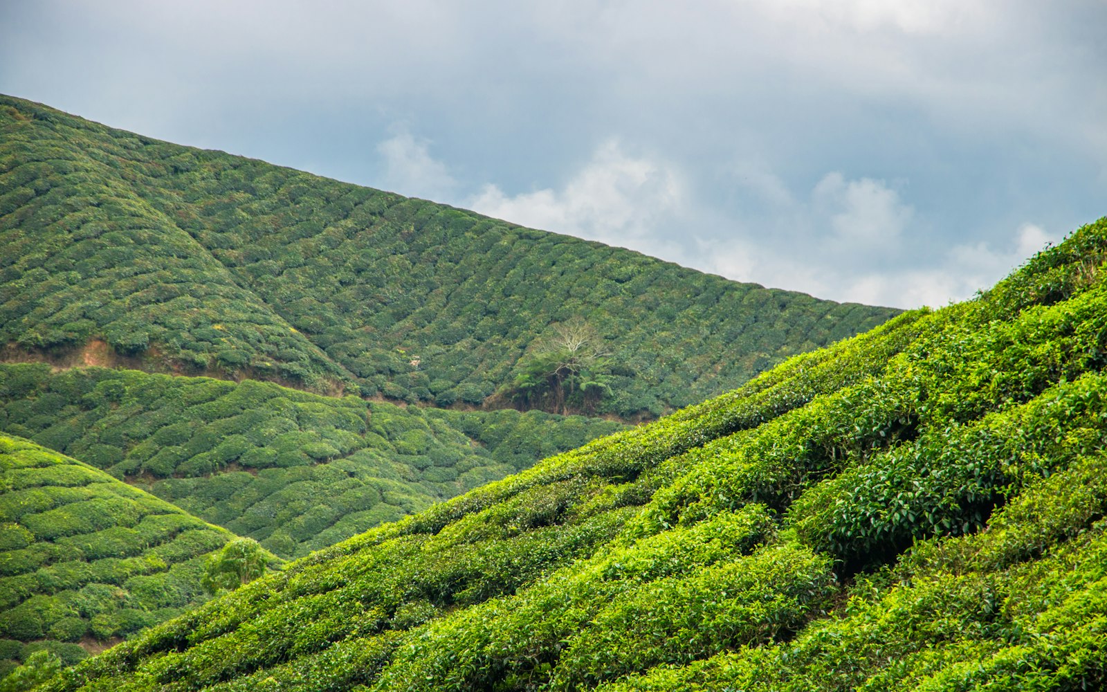 长沙人才政策最新动态,打造人才高地,推动城市高质量发展