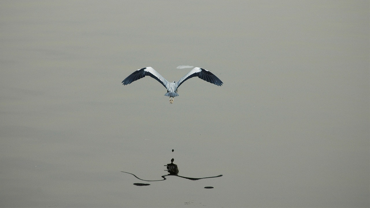 异形数据更新,挑战、解决方案及最新动态