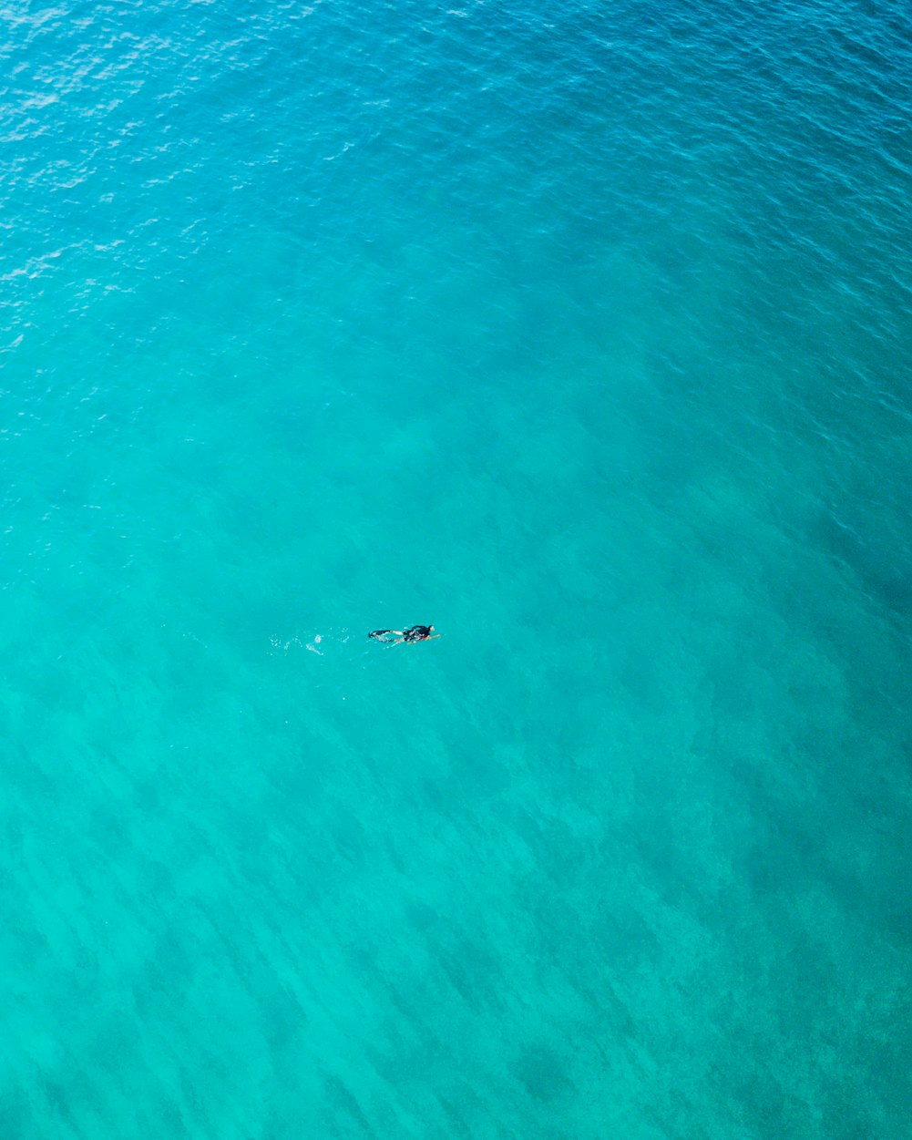 最新钓鱼技巧探索，高效捕鱼的艺术秘籍揭秘！