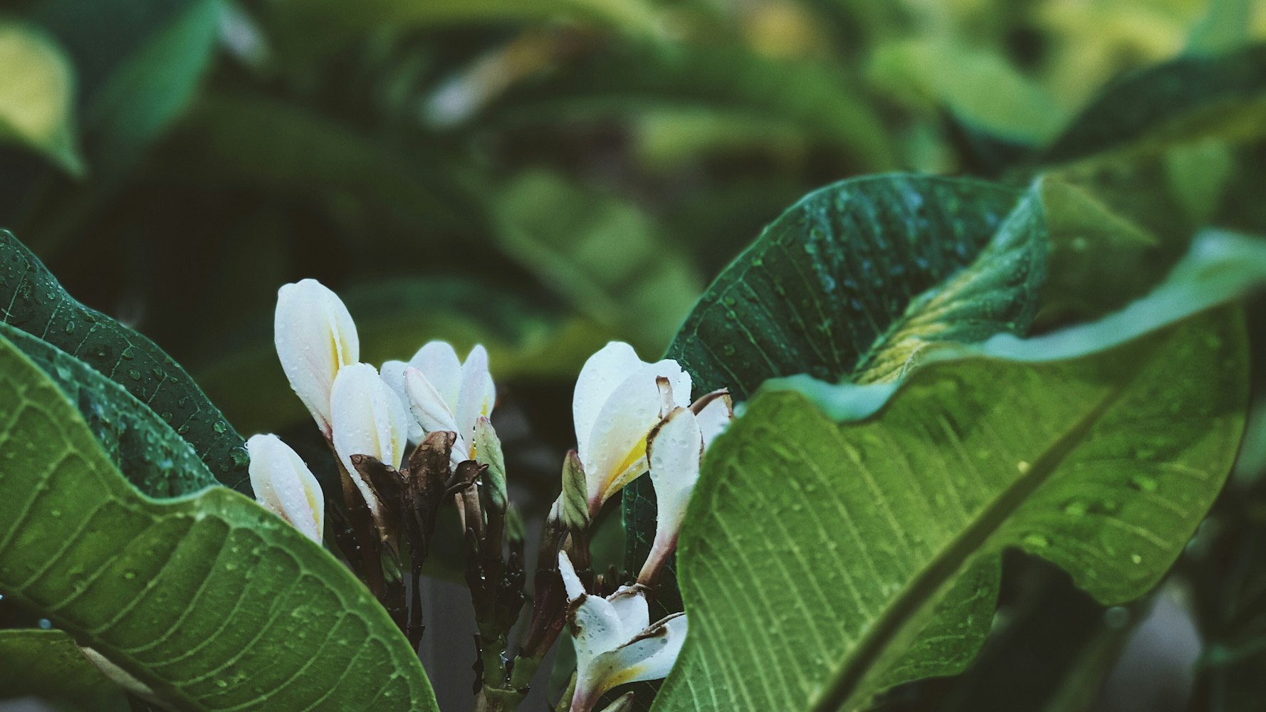 澳洲铁矿引领全球矿业市场的新篇章，最新动态与深度分析