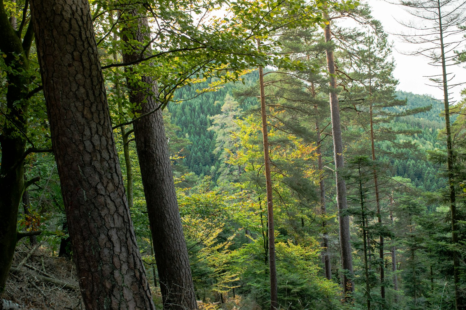 爬树比赛，挑战自我，感受自然之乐