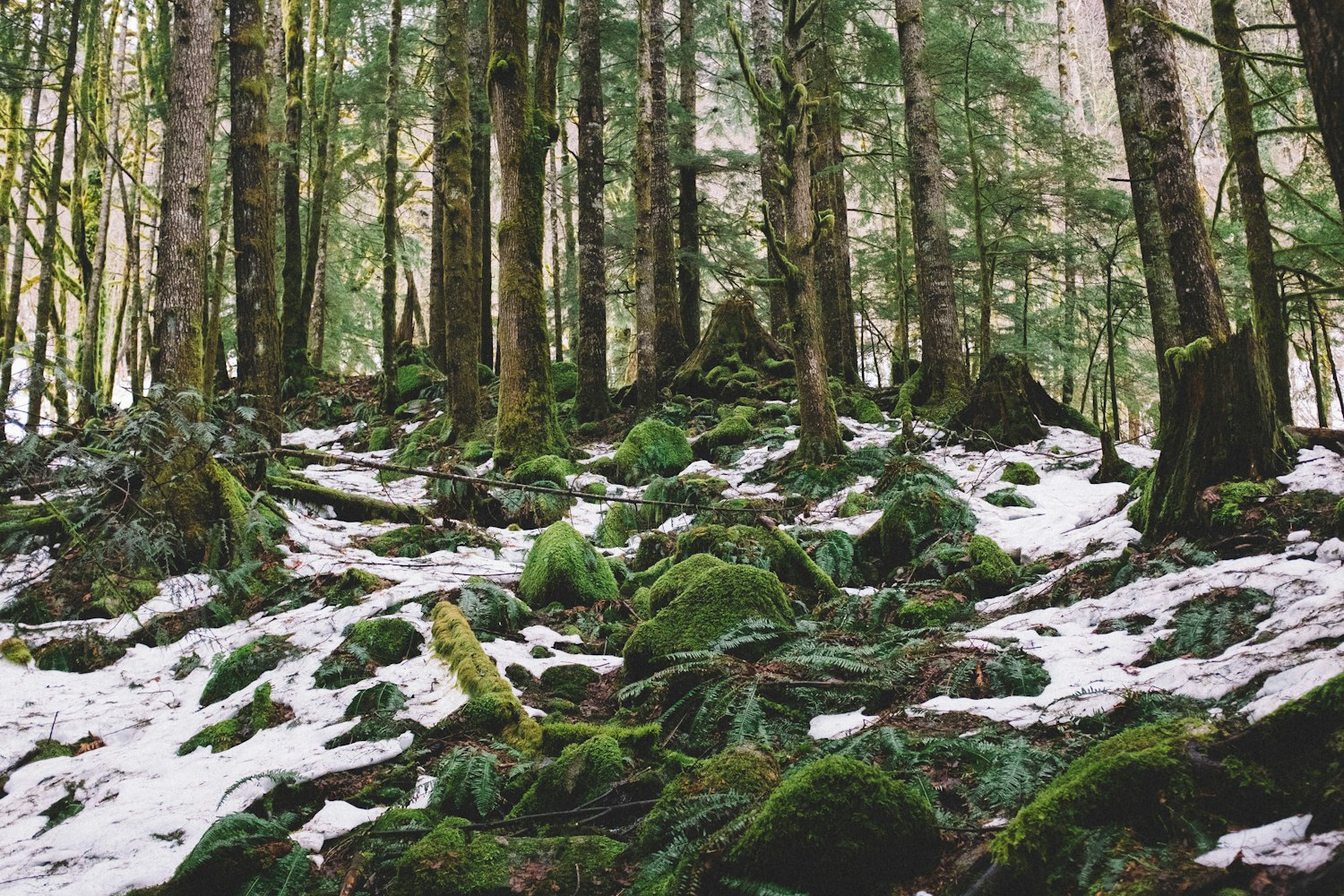 新茶上市，品味春天的韵味与生机之美
