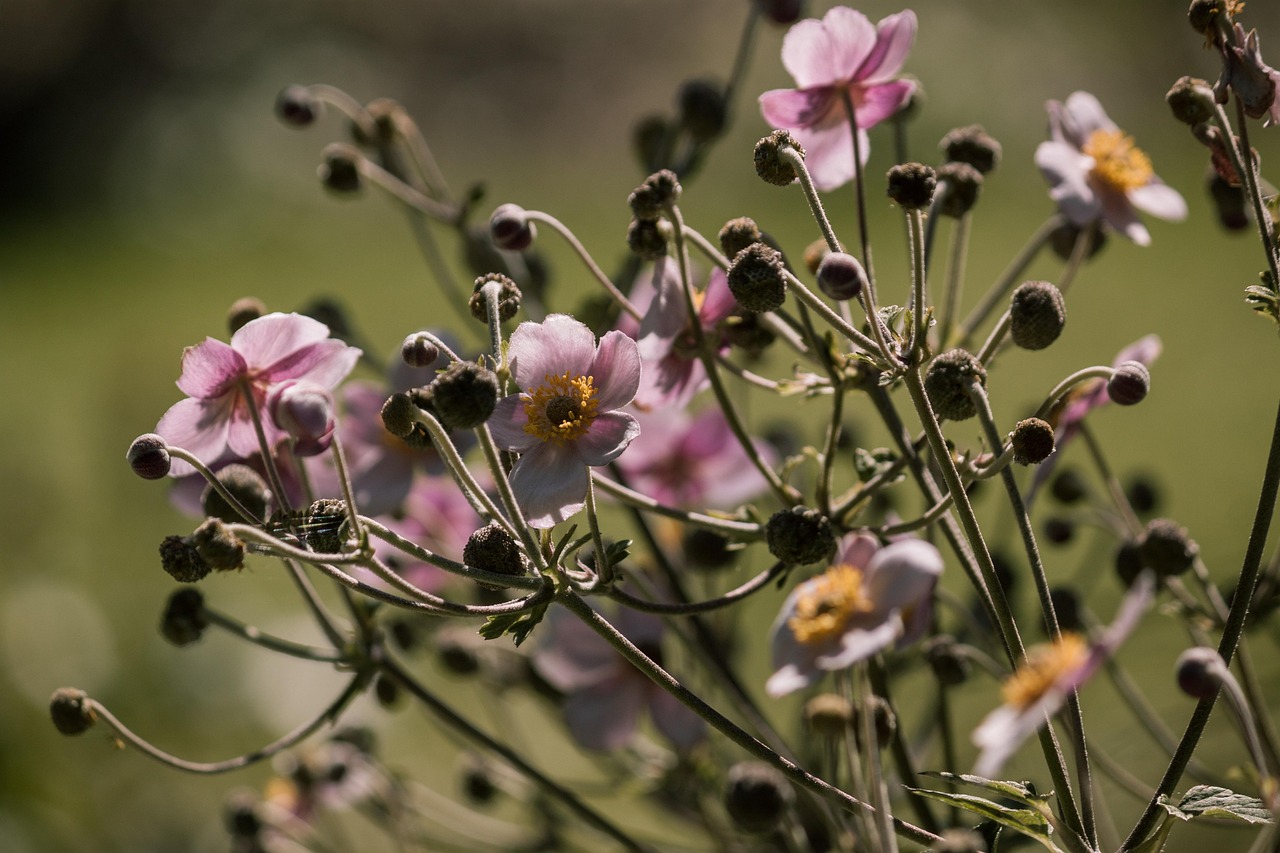 最新雅思考试动态，趋势变化及应对策略解析
