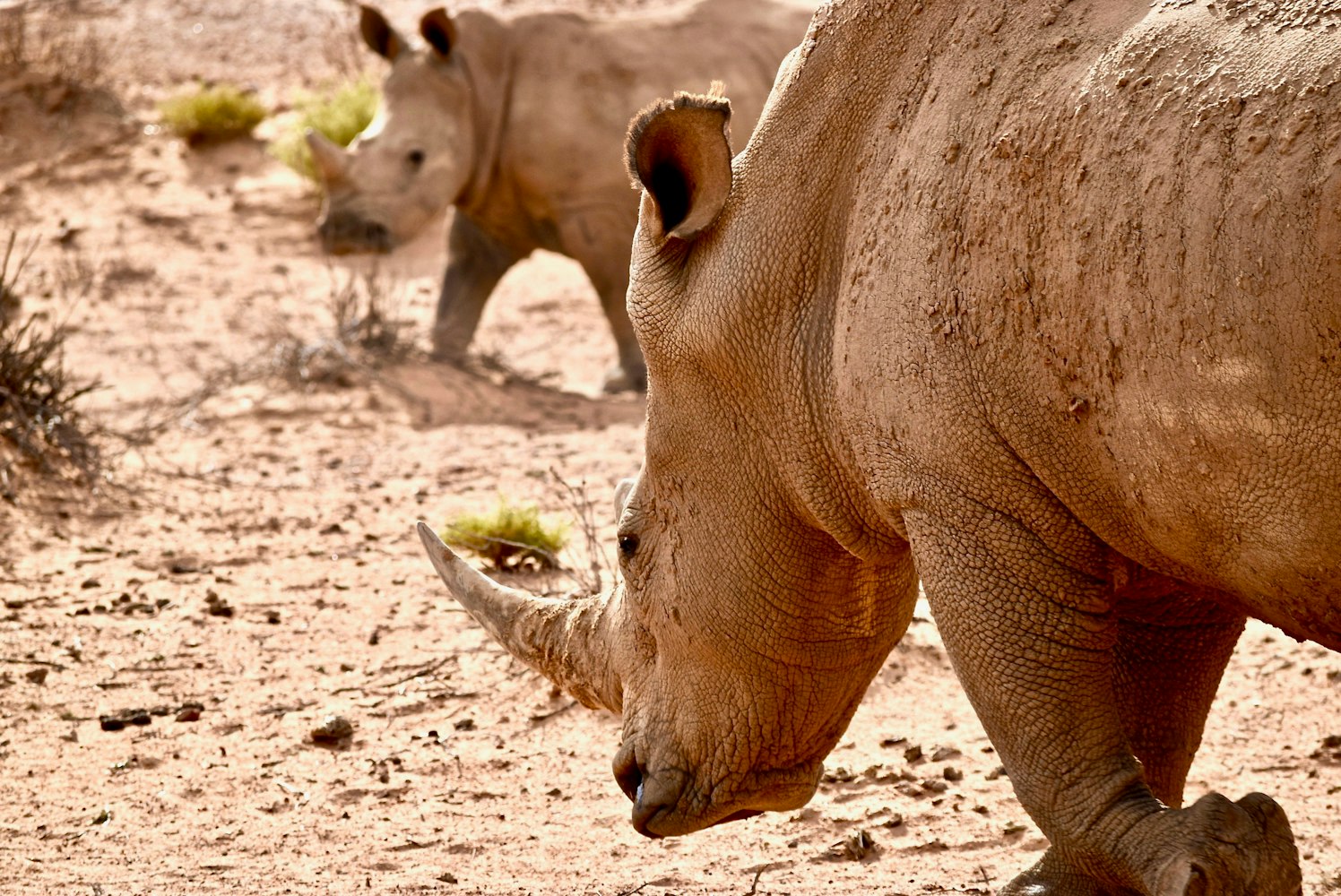 全球最新可食用动物盘点，美食文化的多样性与变迁