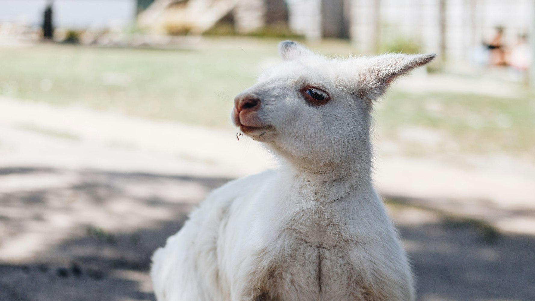 探索宠物与人类情感的交融世界，2017热门宠物题材小说一览