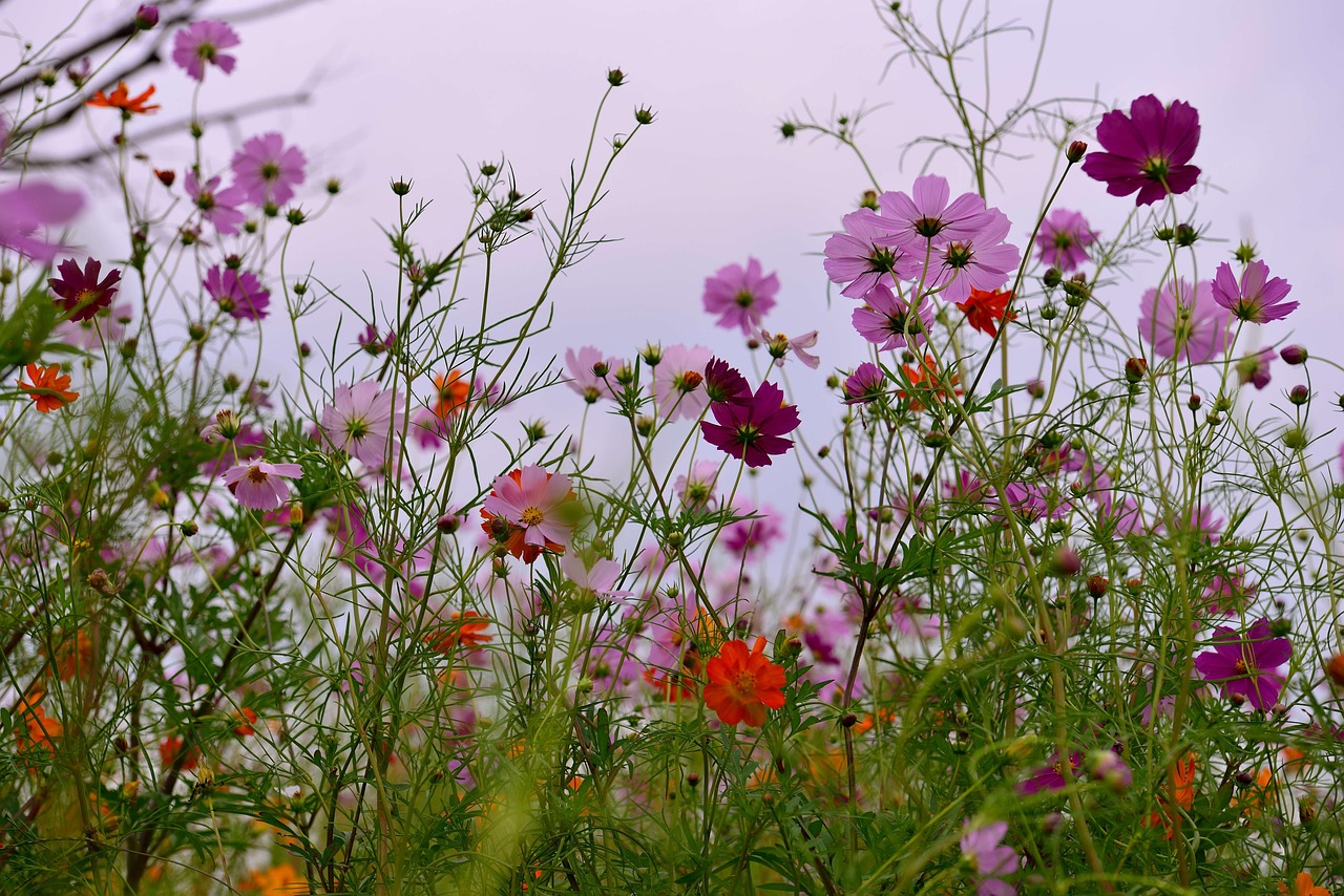 汝州湿地公园最新动态揭秘，生态建设的进展与未来展望