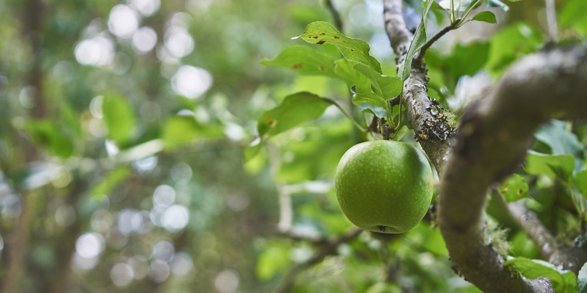 苹果ES最新价格解析,市场动态深度探讨与购买建议指南