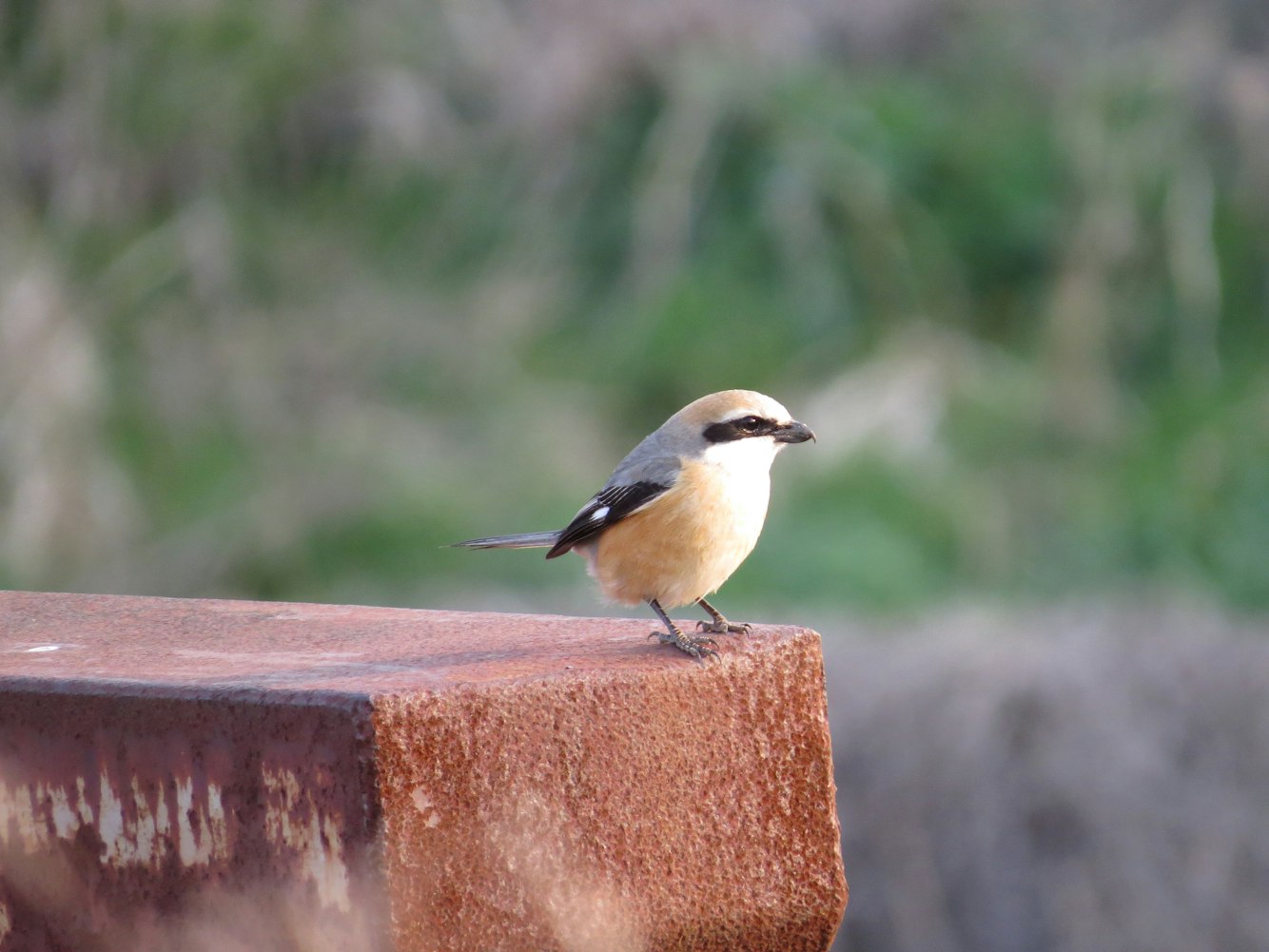 河钢股份股票动态，市场走势、影响因素及前景展望分析