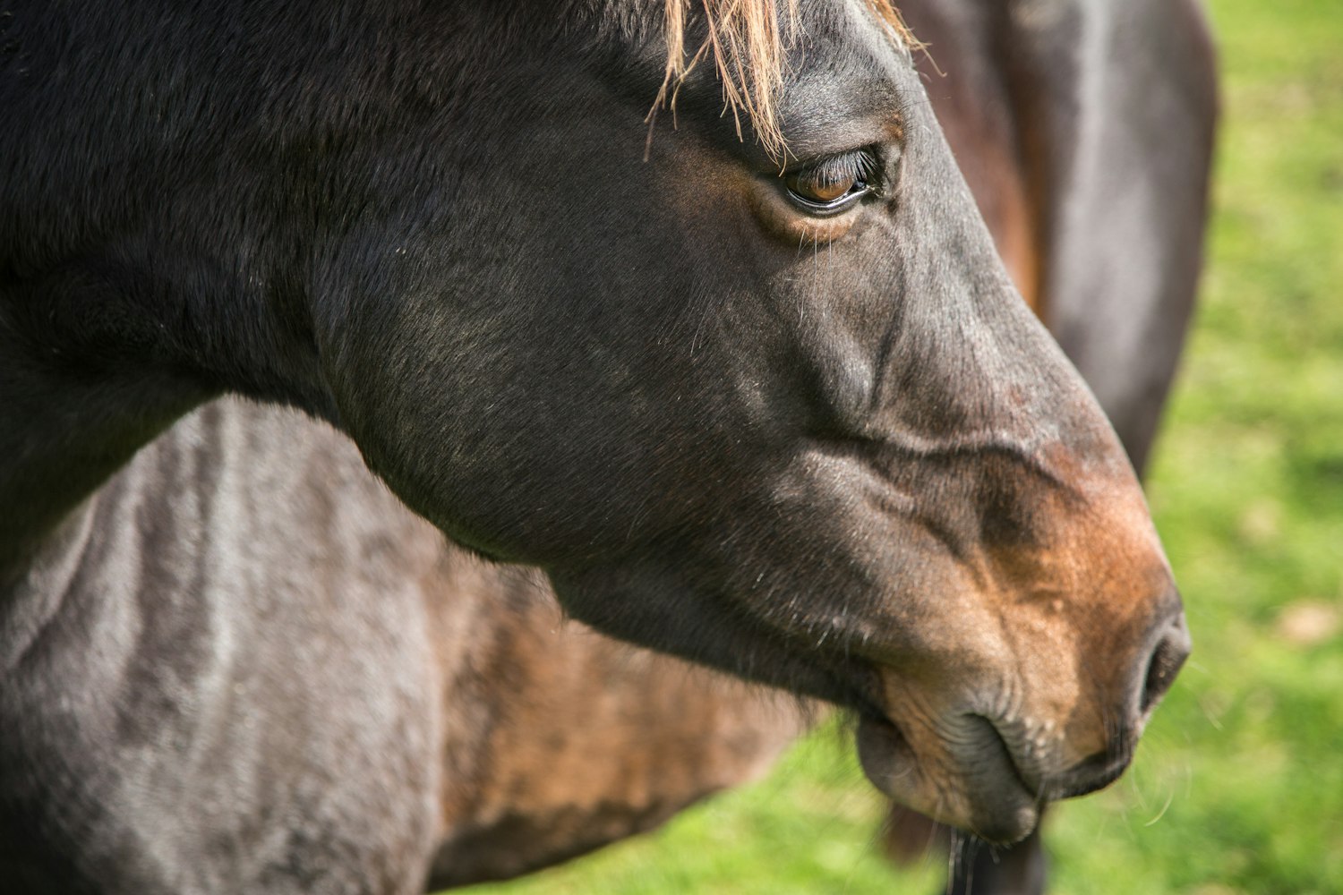 奶牛养殖行情深度解析,市场趋势与前景展望