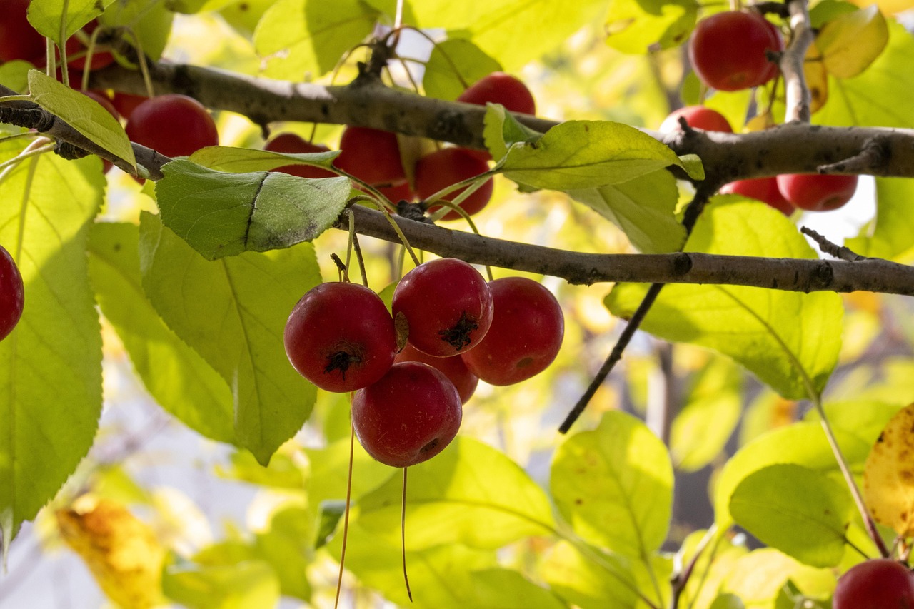 宜昌最新动态,城市发展与未来展望