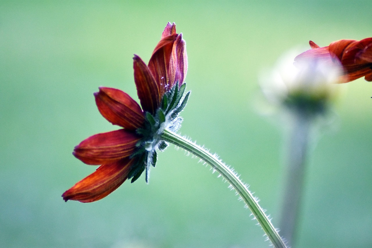华为孟晚舟最新动态,逆境中的坚韧,希望之花正在绽放