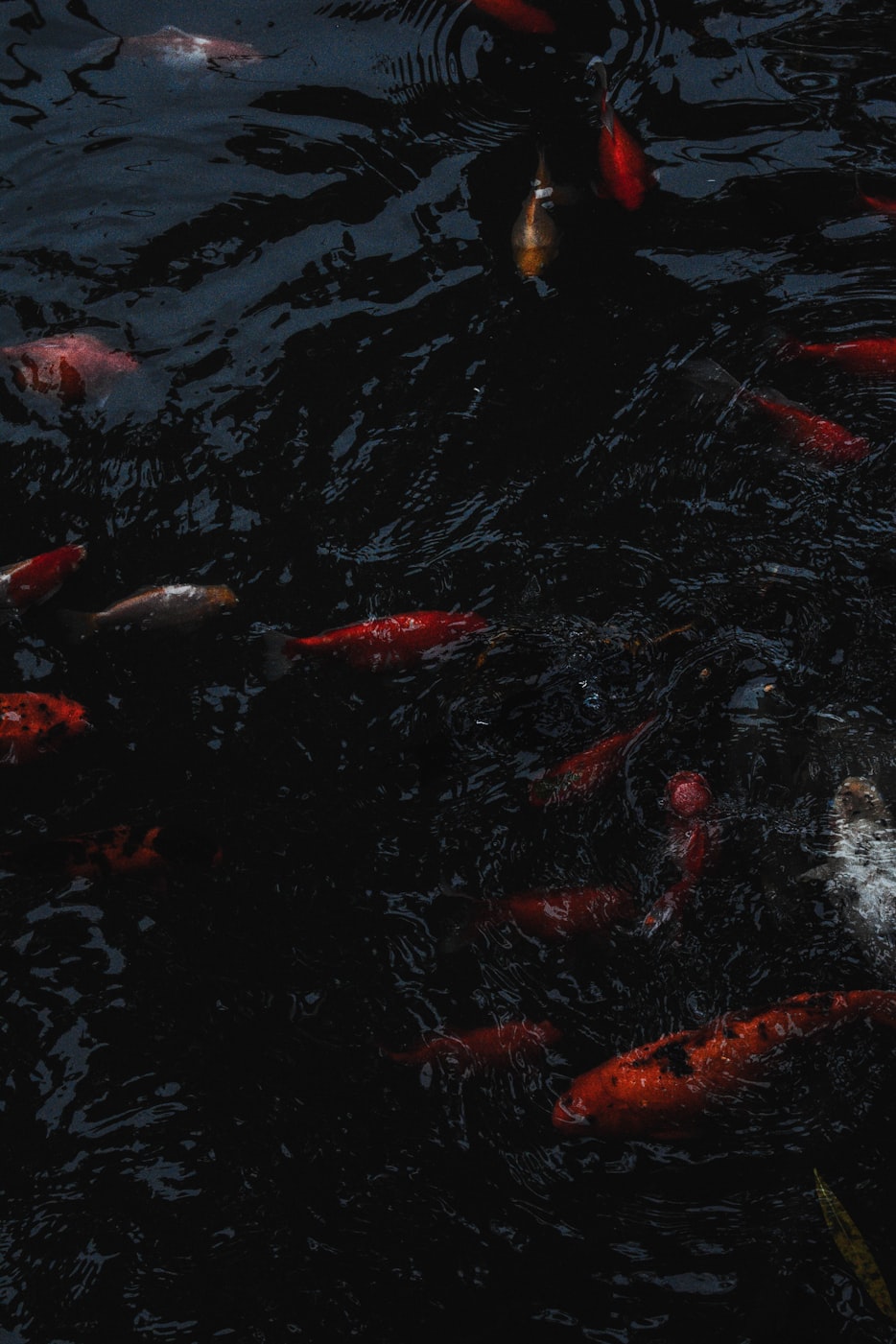 最新版蝙蝠侠，深度探索与期待揭秘之旅